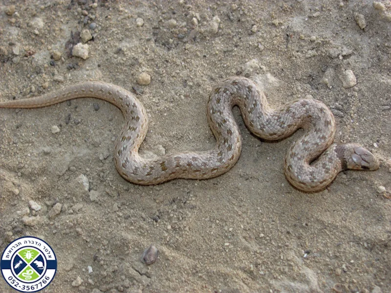 שלוון כתמים בשטח