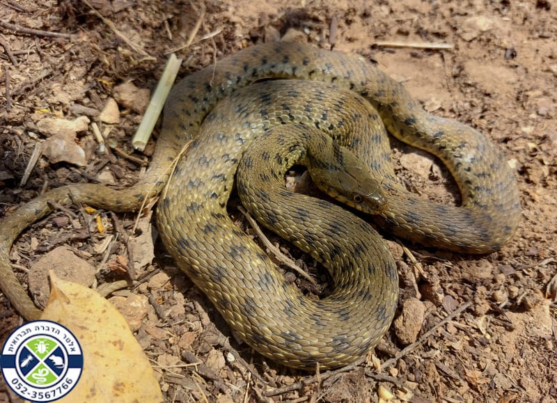 נחש מים בכפר אביב