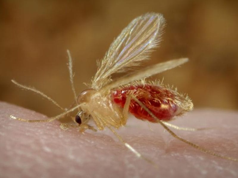 זבוב החול עוקץ