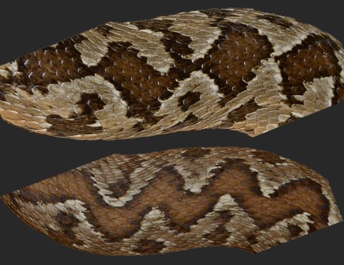 צפע מצוי- דוגמא על הגב