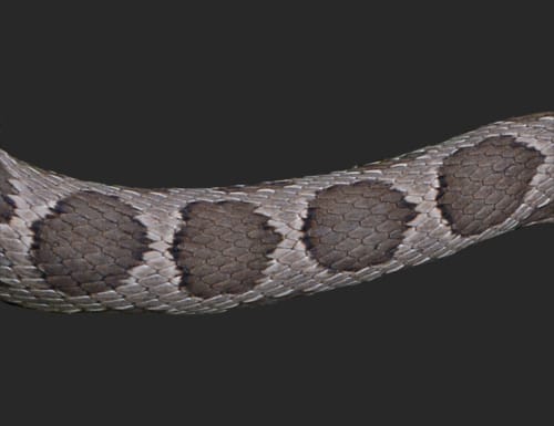 זעמן מטבעות- דוגמא על הגב