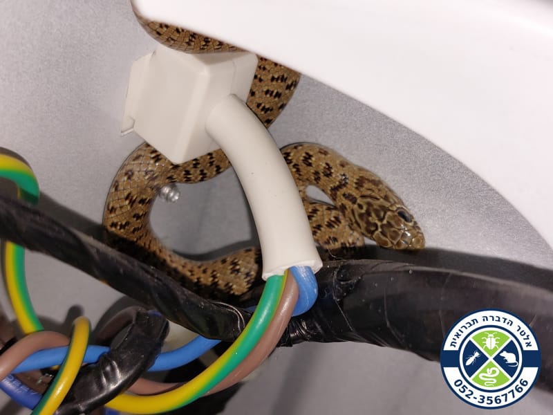 זעמן שחור מסתתר במכונת כביסה - תקריב