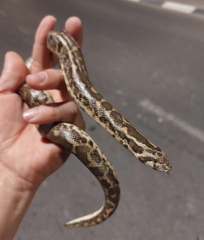 לוכד נחשים מחזיק צפע ביבנה