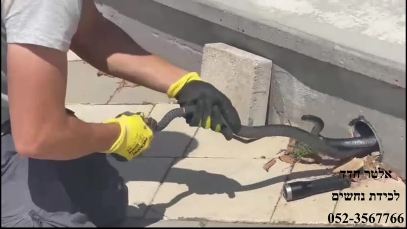 לוכד נחשים וזעמן שחור בבי"ס ביבנה