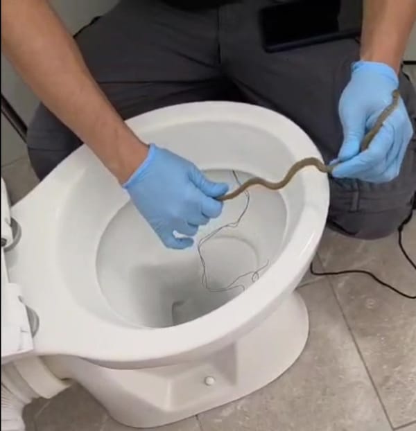 לוכד נחשים מוציא זעמן זיתני מאסלה