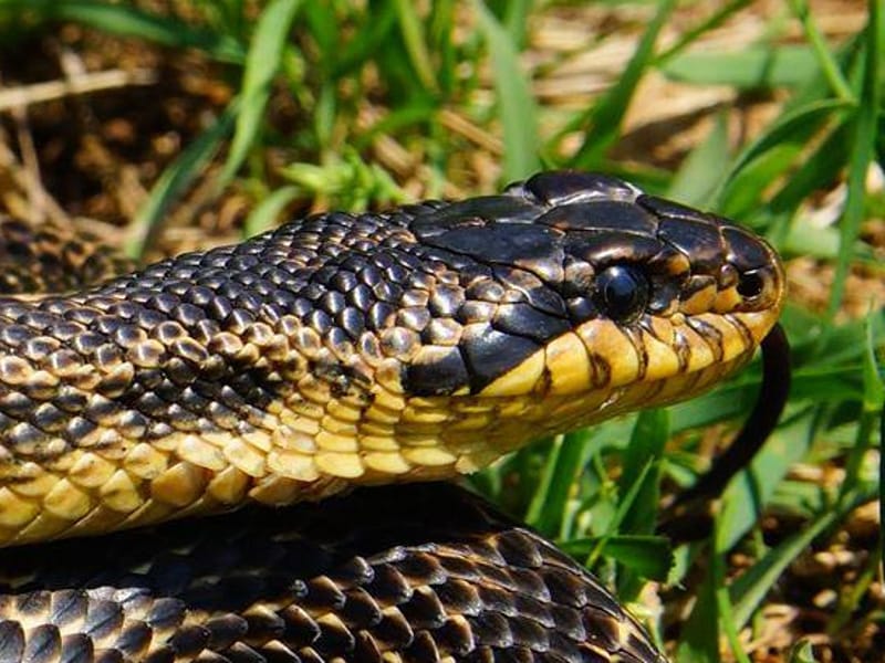 כרכן קרינים - תמונת ראש