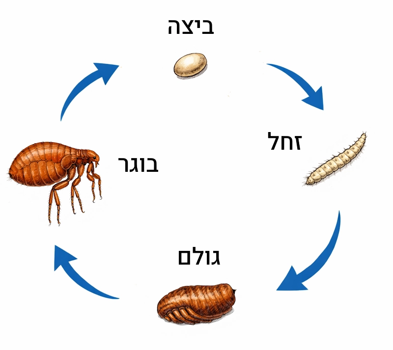 גלגול פרעוש