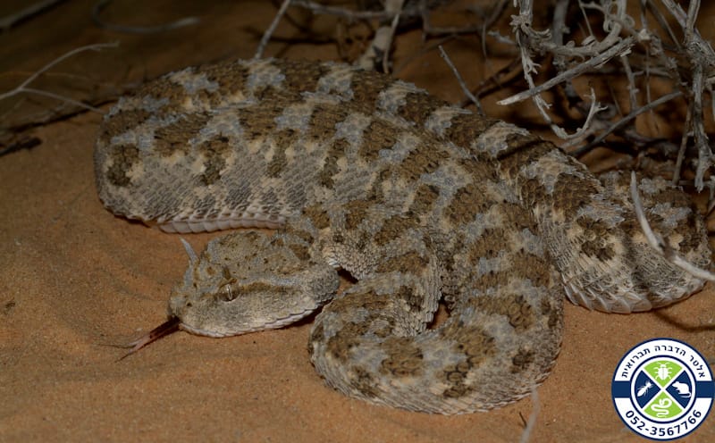 עכן חרטומים ליד שיח בשיבטה