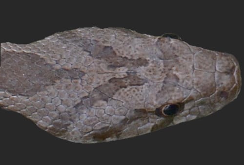 זעמן מטבעות- צילום ראש