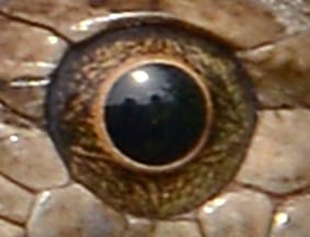 זעמן מטבעות- צילום תקריב עין