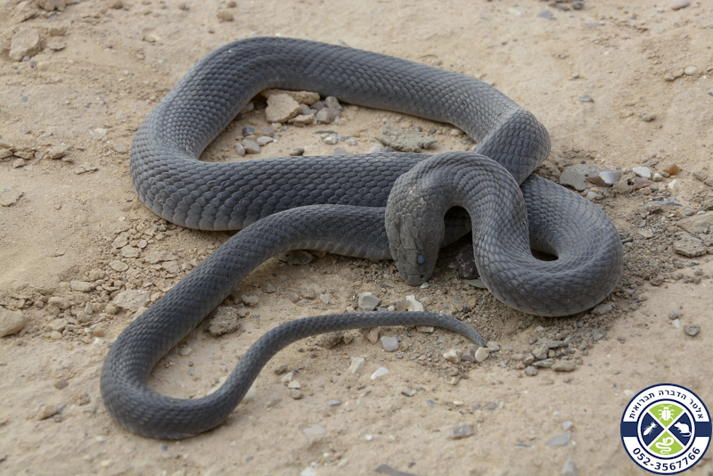 פתן שחור בשלב ה"עכור" לקראת השלת הנשל
