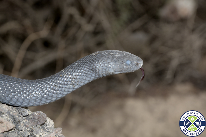 פתן שחור בשלב ה"עכור" לקראת השלת הנשל
