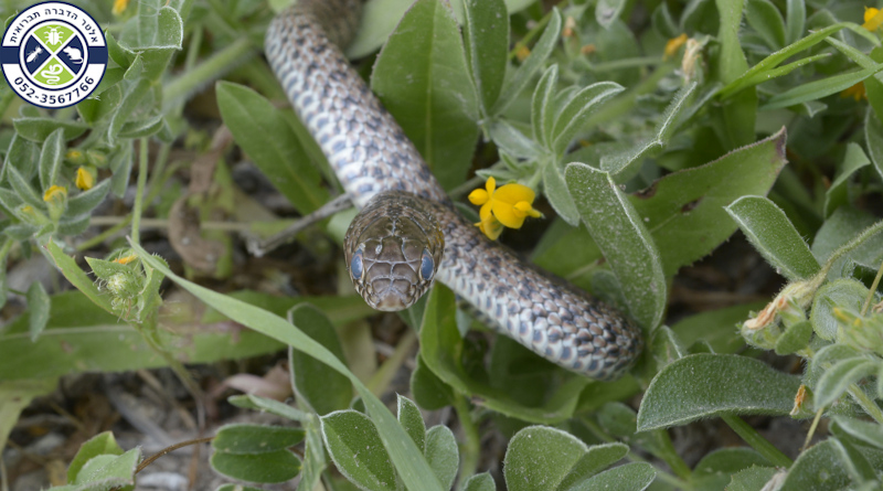 זעמן שחור צעיר בשלב ה"עכור" לקראת השלת הנשל