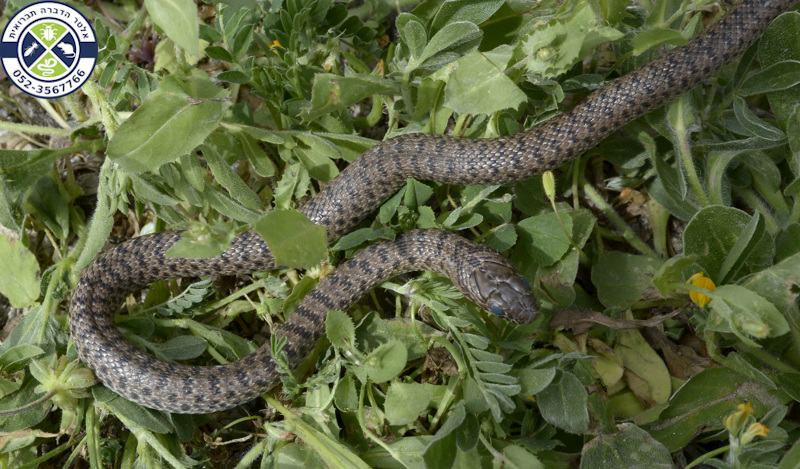 זעמן שחור צעיר בשלב ה"עכור" לקראת השלת הנשל