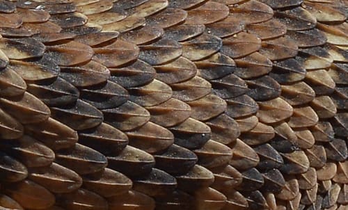 צפע מצוי- קשקשים