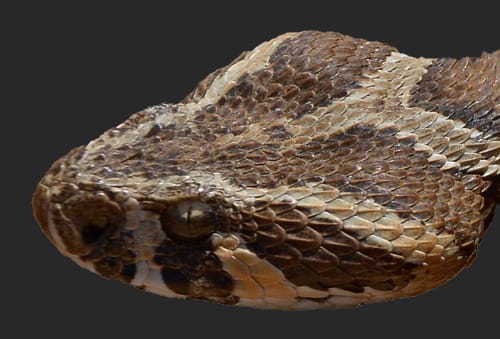 צפע מצוי- צילום ראש