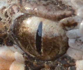 צפע מצוי- צילום תקריב עין