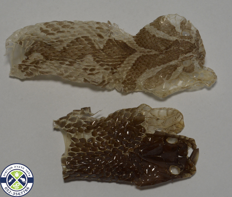 נשל הראש של זעמן שחור (למטה) וצפע (למעלה)