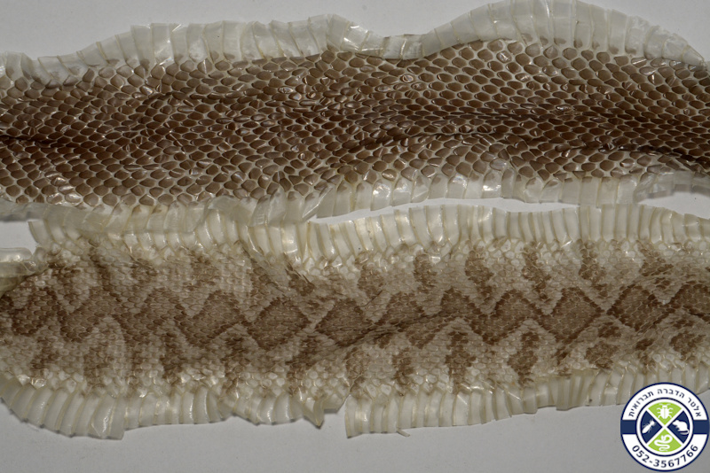 נשל פרוס של זעמן שחור (למעלה) וצפע (למטה)