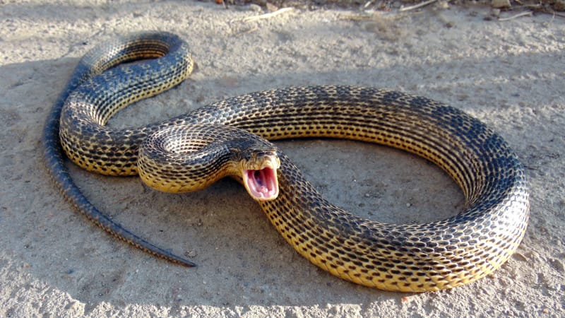 כרכן קרינים במגננה