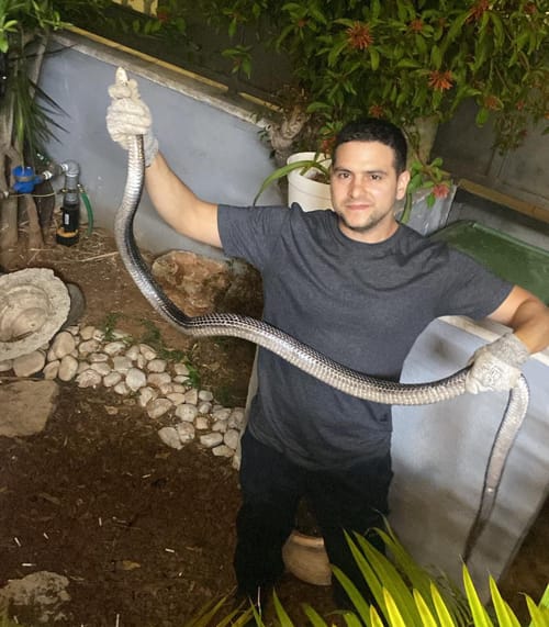 לוכד נחשים תופס זעמן שחור ביבנה