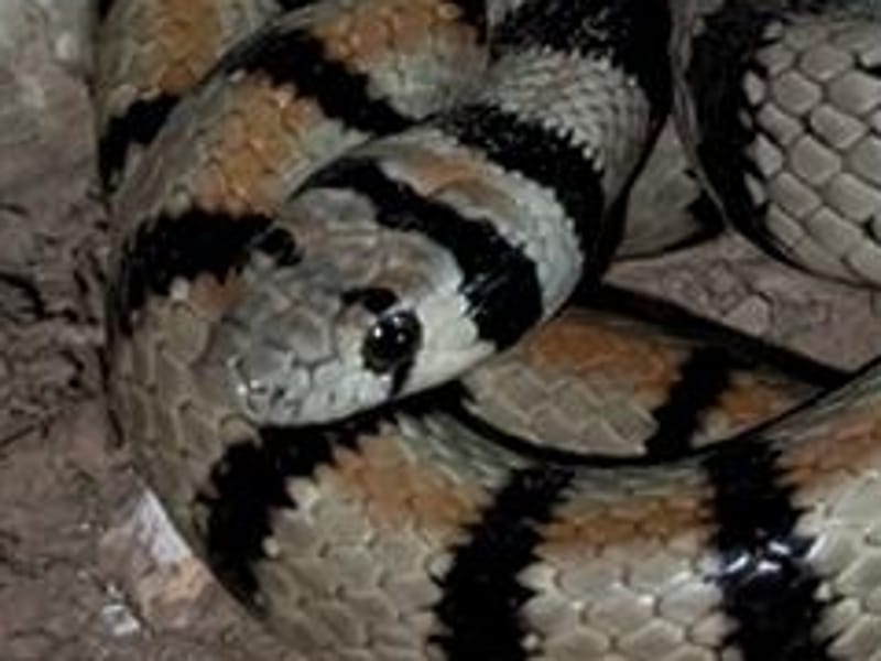 זעמן סיני - תמונת ראש