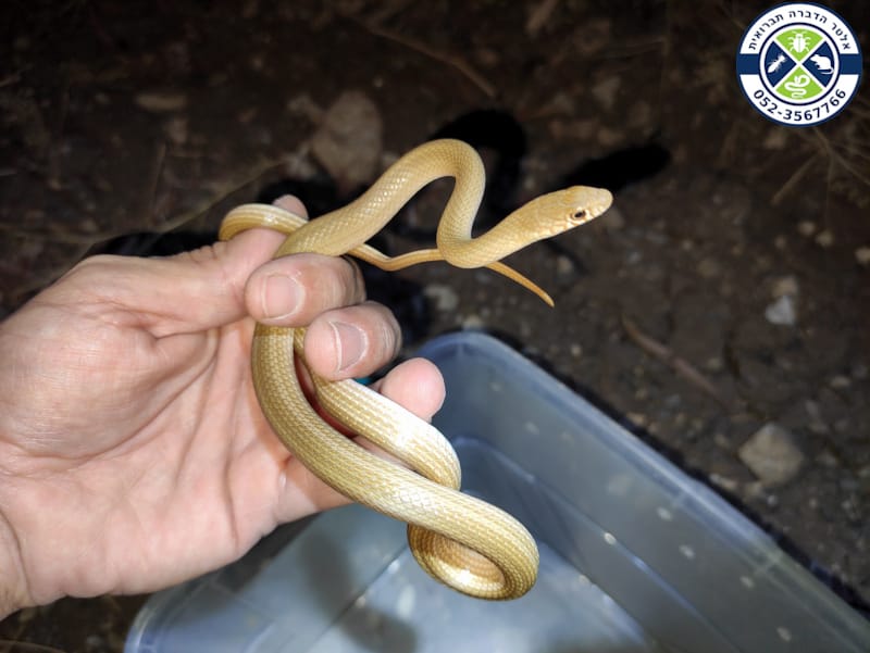 לוכד נחשים מחזיק שלוון קווים