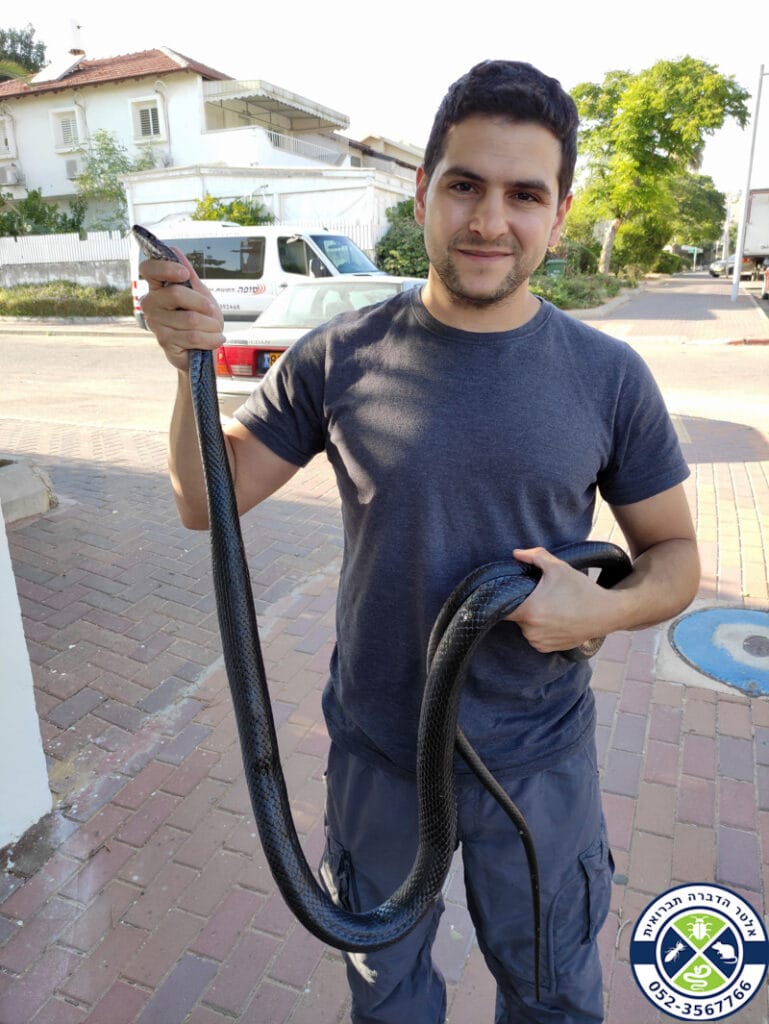 זעמן שחור ענק! יבנה 28.6.22