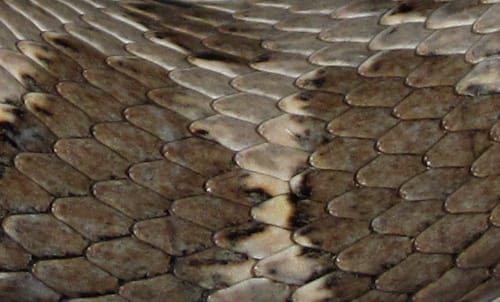 זעמן מטבעות- קשקשים