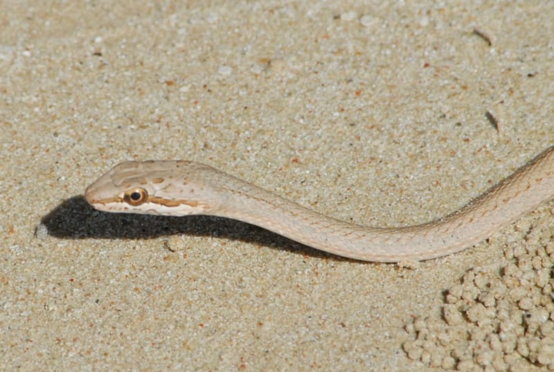 ארבע קו מצרי- תמונת ראש