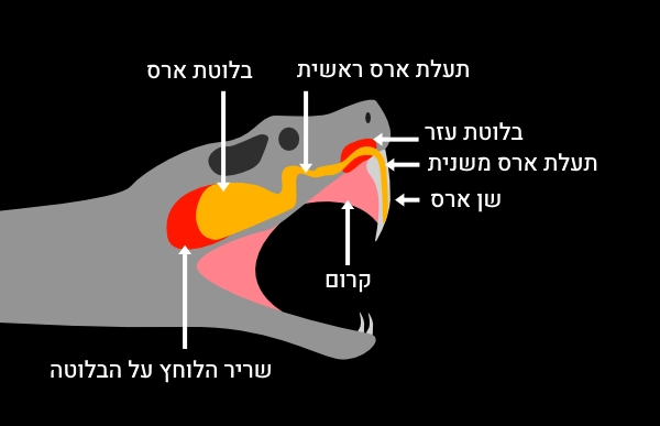 מנגנון ארס של נחשים ארסיים