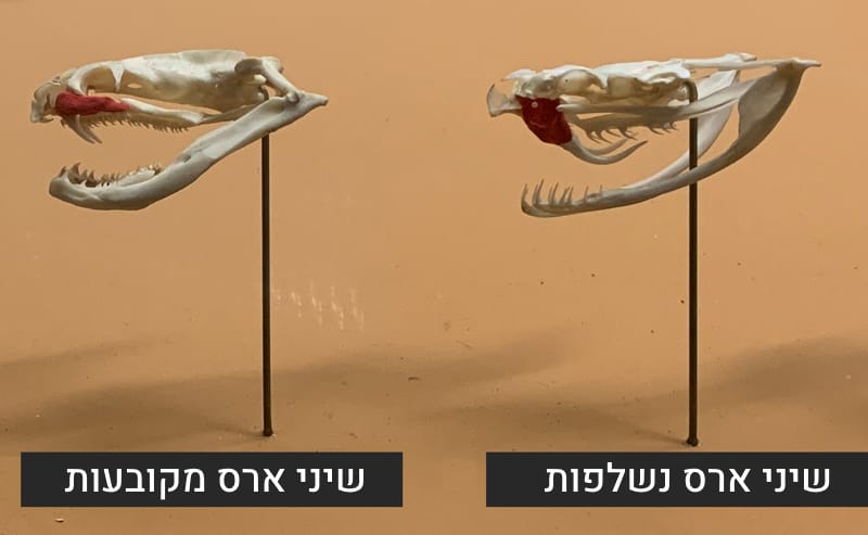 נחשים ארסיים - סוגי שיני ארס