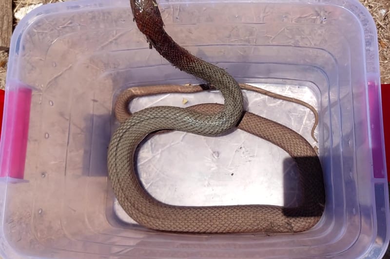 תלום קשקשים ביישובי עשרת