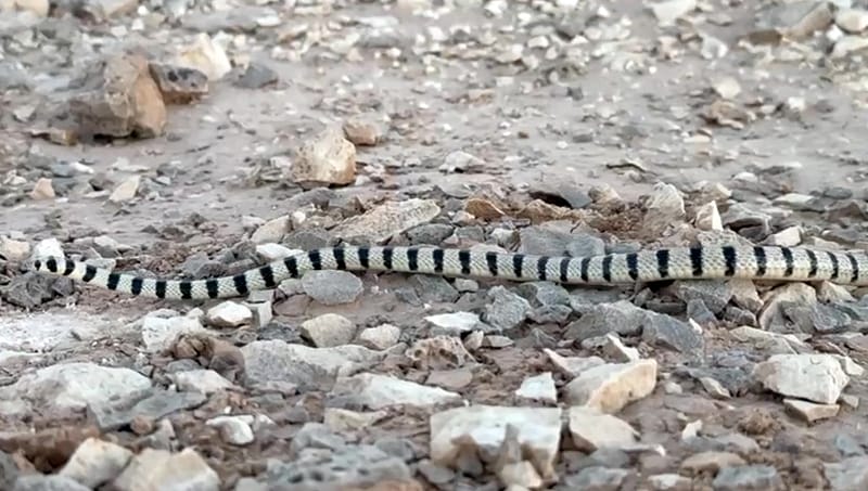 זעמן סיני בזחילה