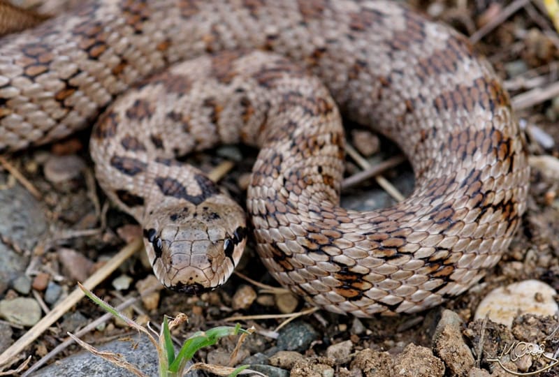 כרכן חלק מופע חום