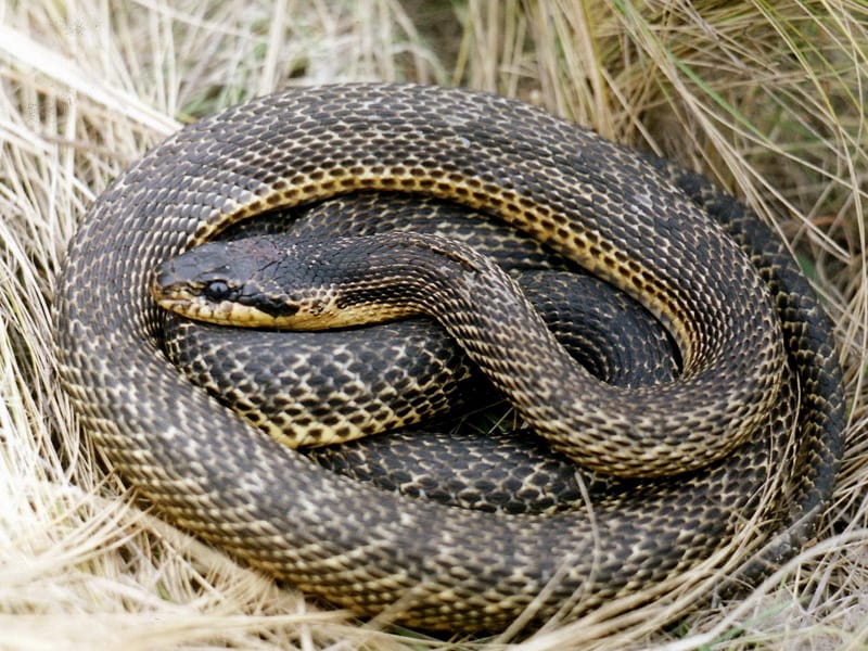 כרכן קרינים בין עשבים