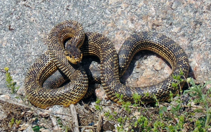 כרכן קרינים בשטח טבעי