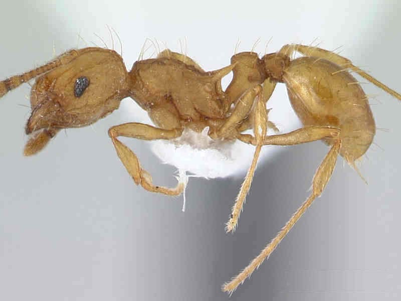 נמלת אש בצילום תקריב