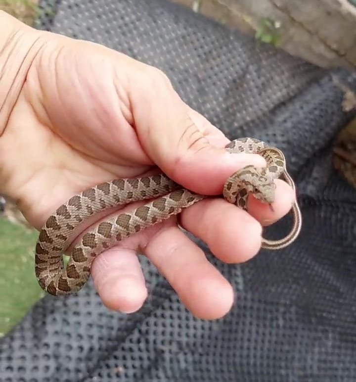 לוכד נחשים מחזיק זעמן מטבעות
