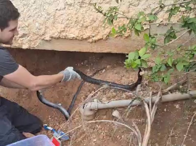 לוכד נחשים בלכידת זעמן שחור