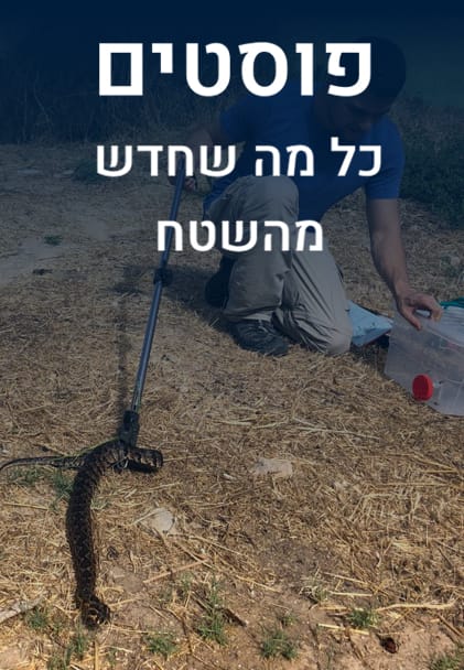 לחצן דף פוסטים