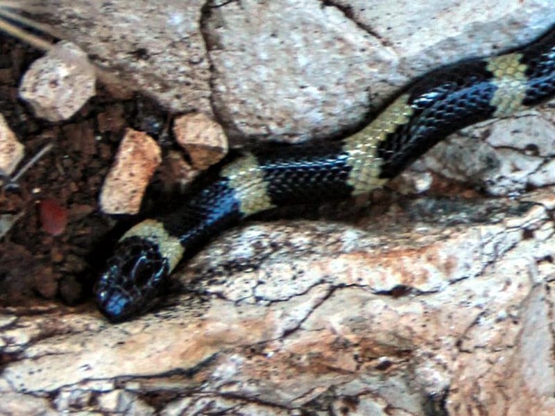 מחרוזן הטבעות - תמונת ראש