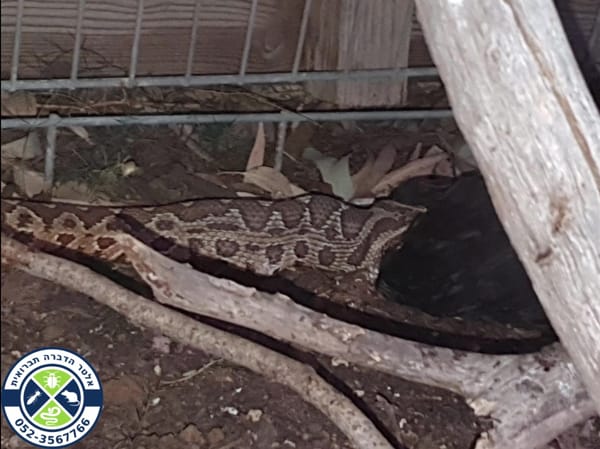 צפע בולע תרנגולת בלול