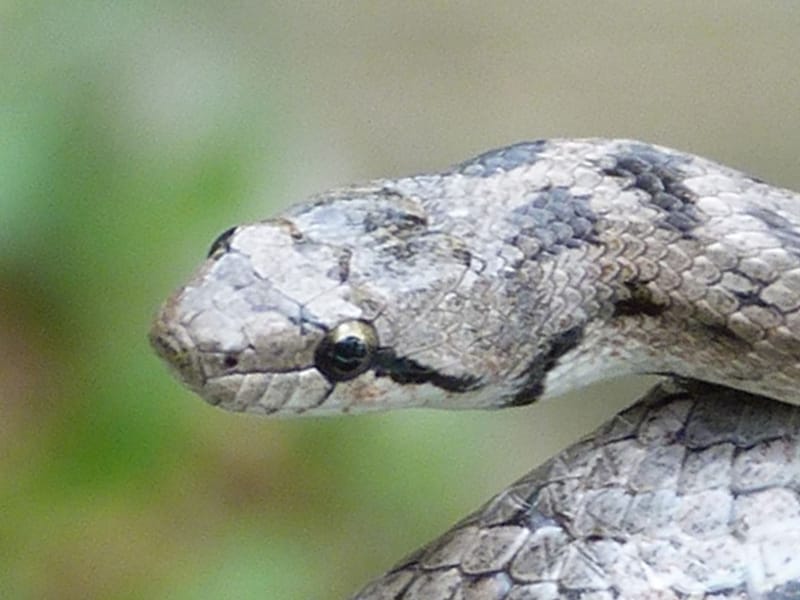 כרכן חלק - תמונת ראש