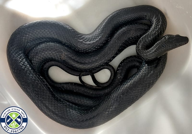 זעמן שחור בוגר שנלכד בפלמחים