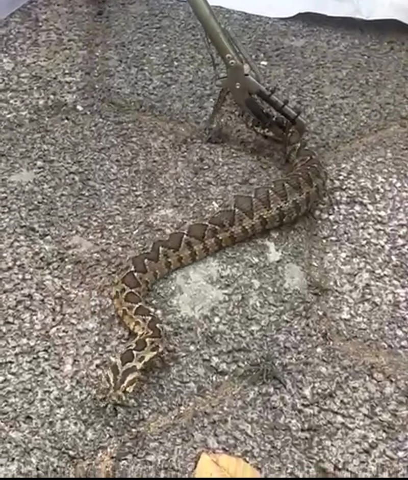 לוכד נחשים תופס צפע ברחובות