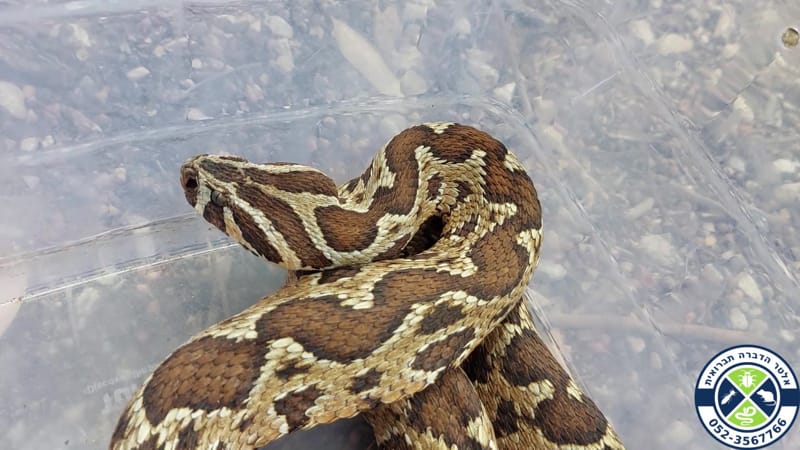 צפע מצוי שנלכד ביציץ