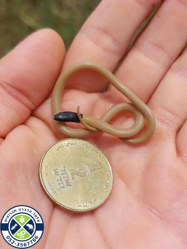 הכירו את אחד הנחשים הקטנים בישראל – שחור ראש