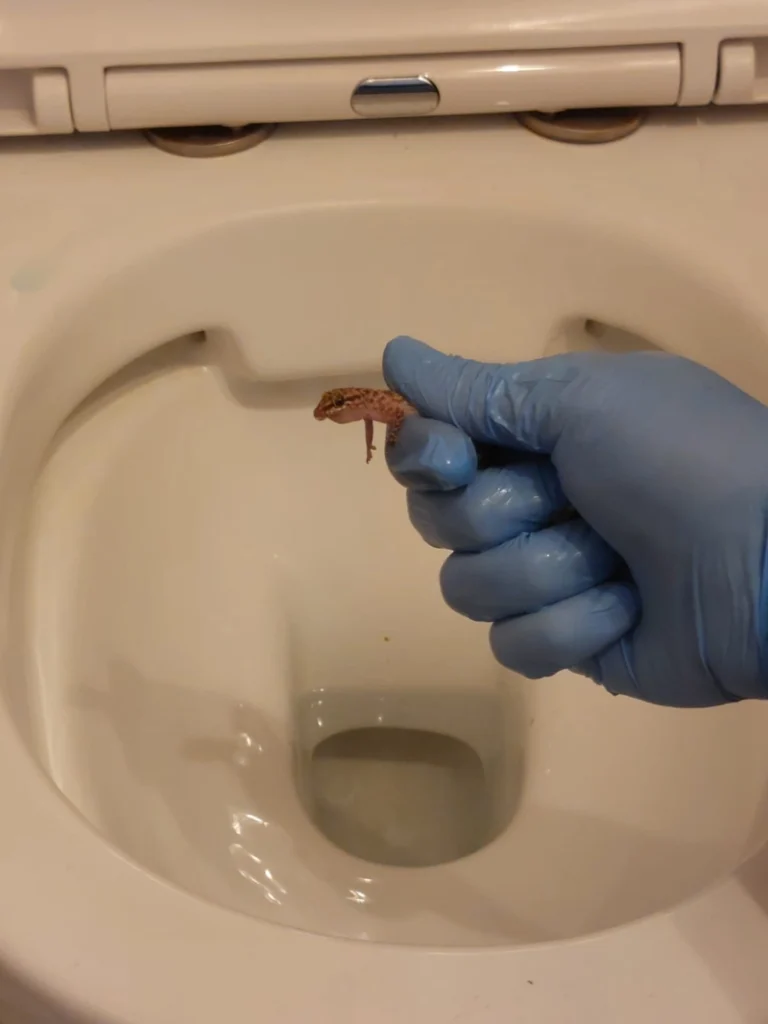 שממית באסלה? 🚽 😨 אל דאגה!